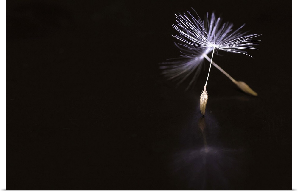 Conceptual image of a dandelion seed with stems resembling ballet pointe shoes.