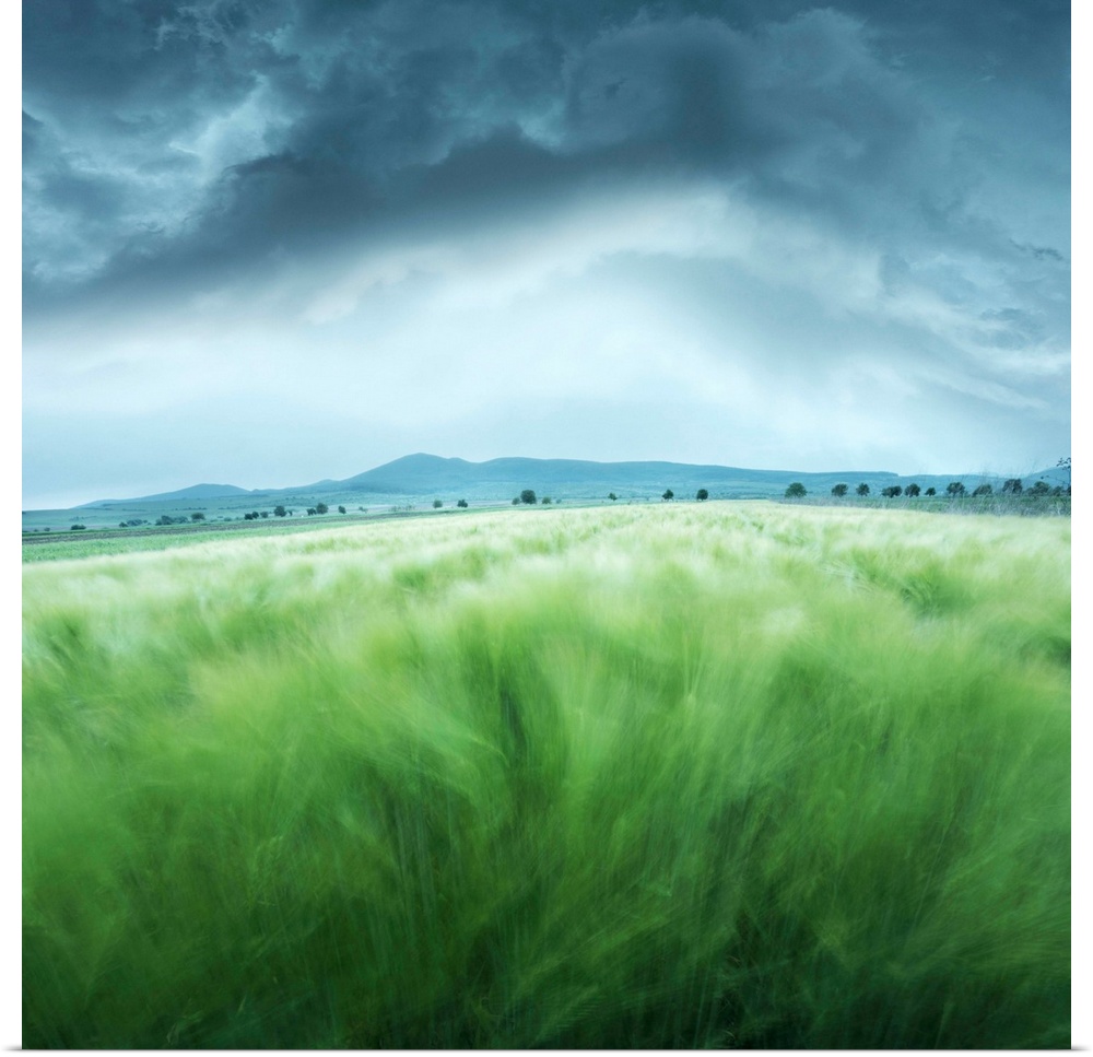 A barley field blowing in the wind, with dark storm clouds overhead.