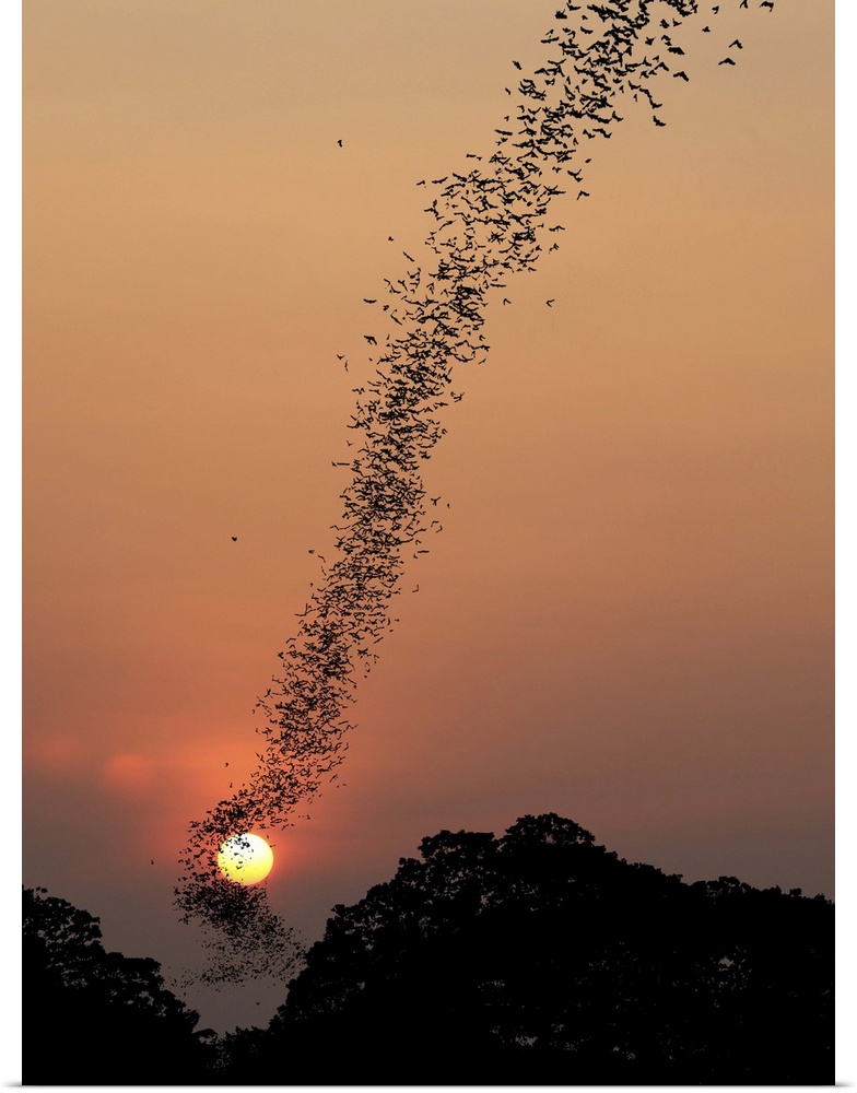 A flock of hundreds of bats flies in formation from the trees into the sky at sunset, Cambodia.
