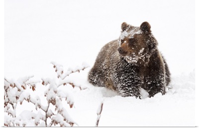Bear In The Snow