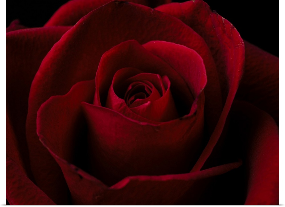 macro shot of a beautiful red rose