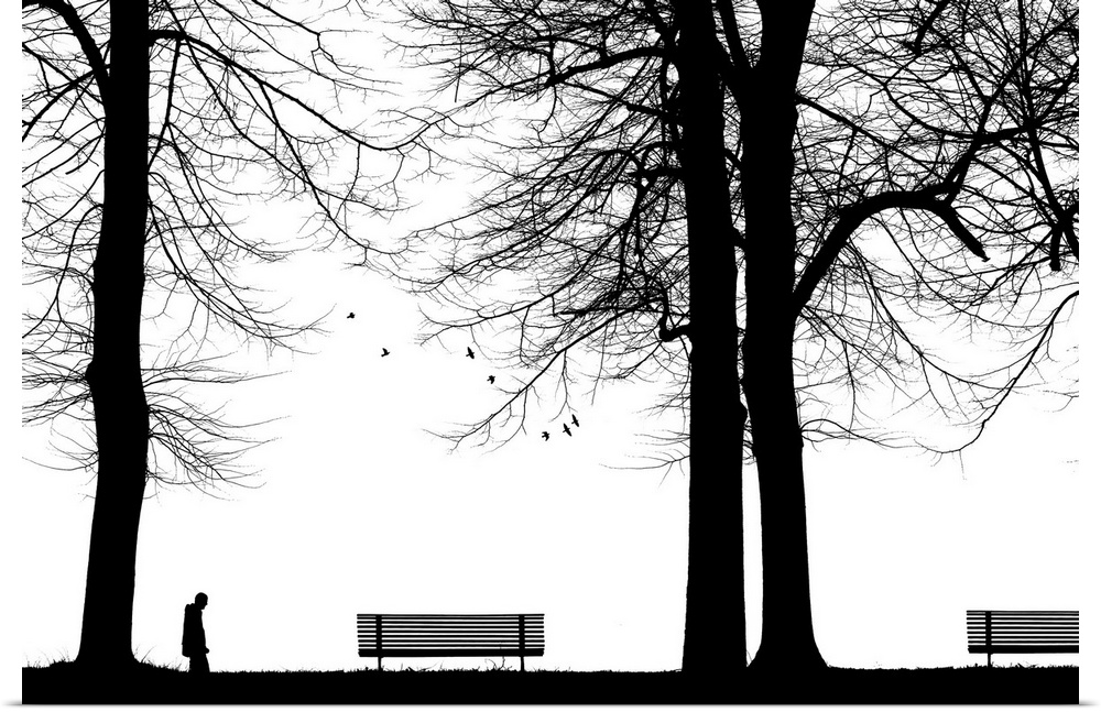 A park scene with trees benches and a person cast in silhouette.