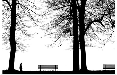 Benches And Trees