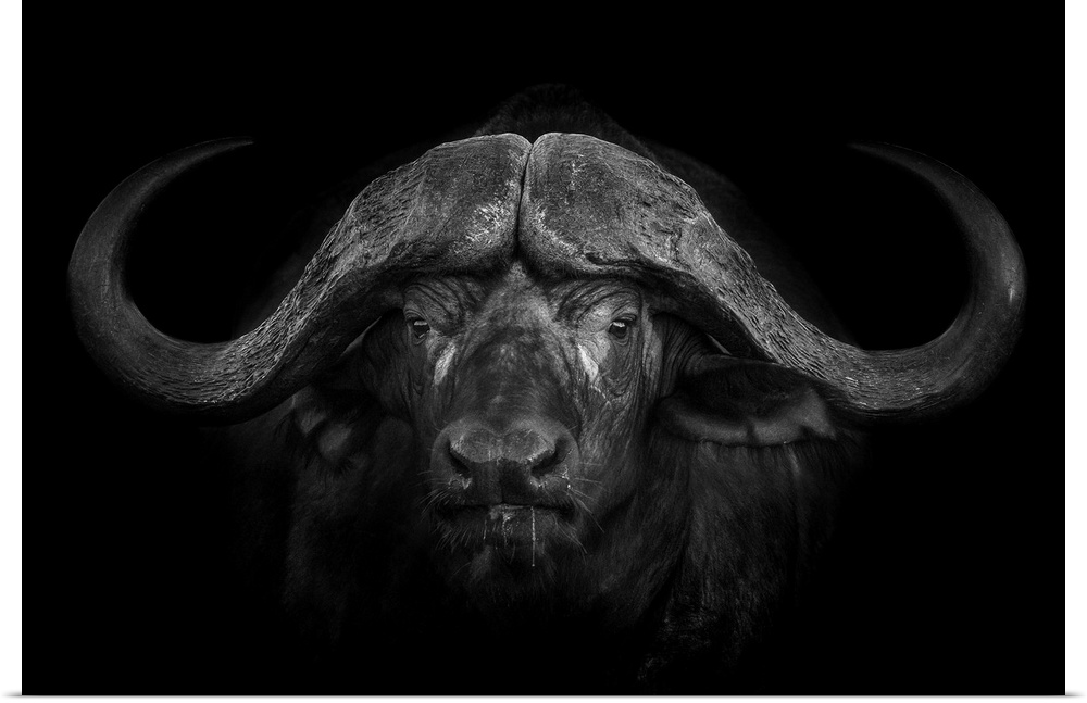 A portrait of a male Cape Buffalo captured in the Greater Kruger area in South Africa whilw hosting a photographic safari.