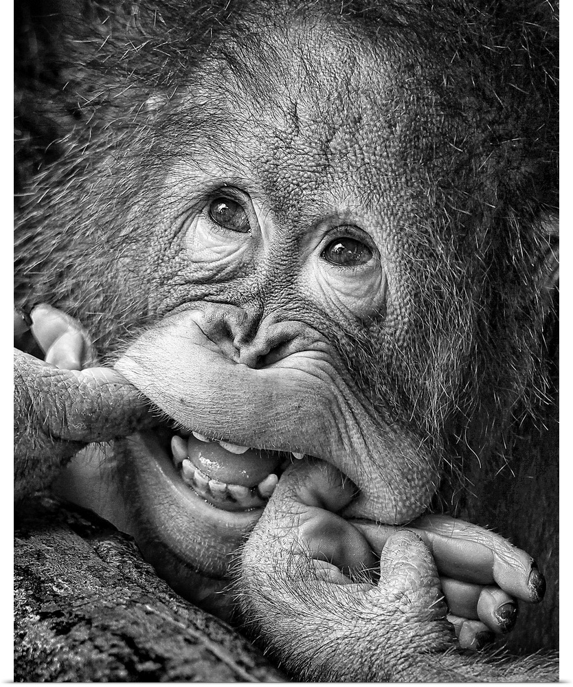 Humorous image of a young orangutan making a funny face.