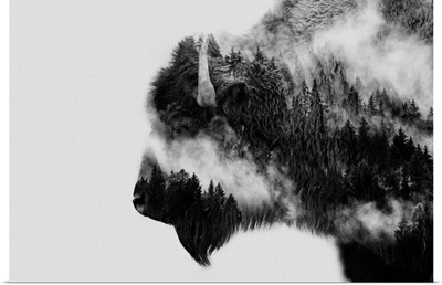 Bison