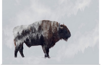 Bison - Double Exposure