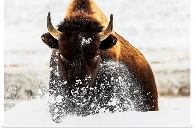 Bison In Action
