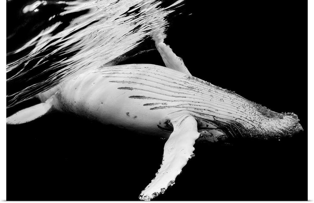 A dynamic photograph of a humpback whale close to the surface of the ocean.
