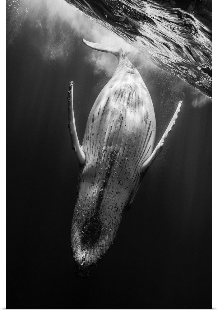 A black and white photograph of a humpback whale diving deeper into the abyss.