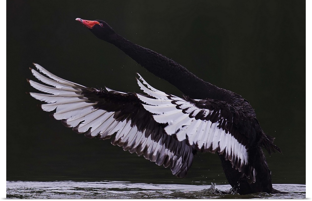 An elegant Black Swan prepares to take flight from the water, extending it's long neck and wings.