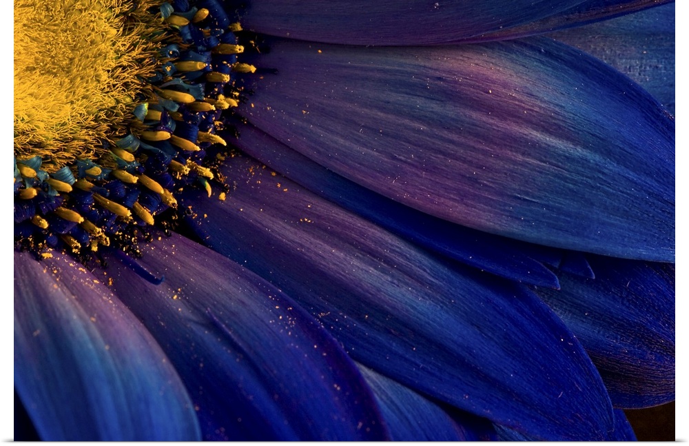 Close up photo of the yellow center and deep blue petals of a flower, with bits of pollen.