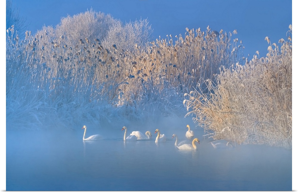 Blue Swan Lake