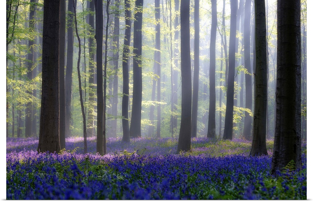 Bright blue flower on the ground of a forest with tall trees and sunlight filtering in.