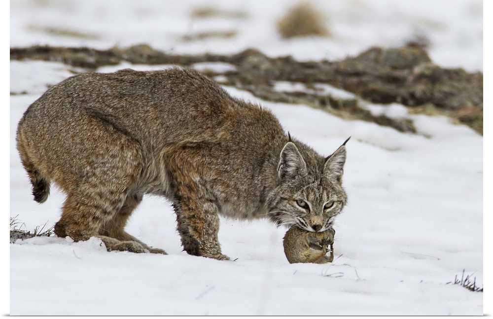 A lynx clutching its freshly caught prey in its mouth.