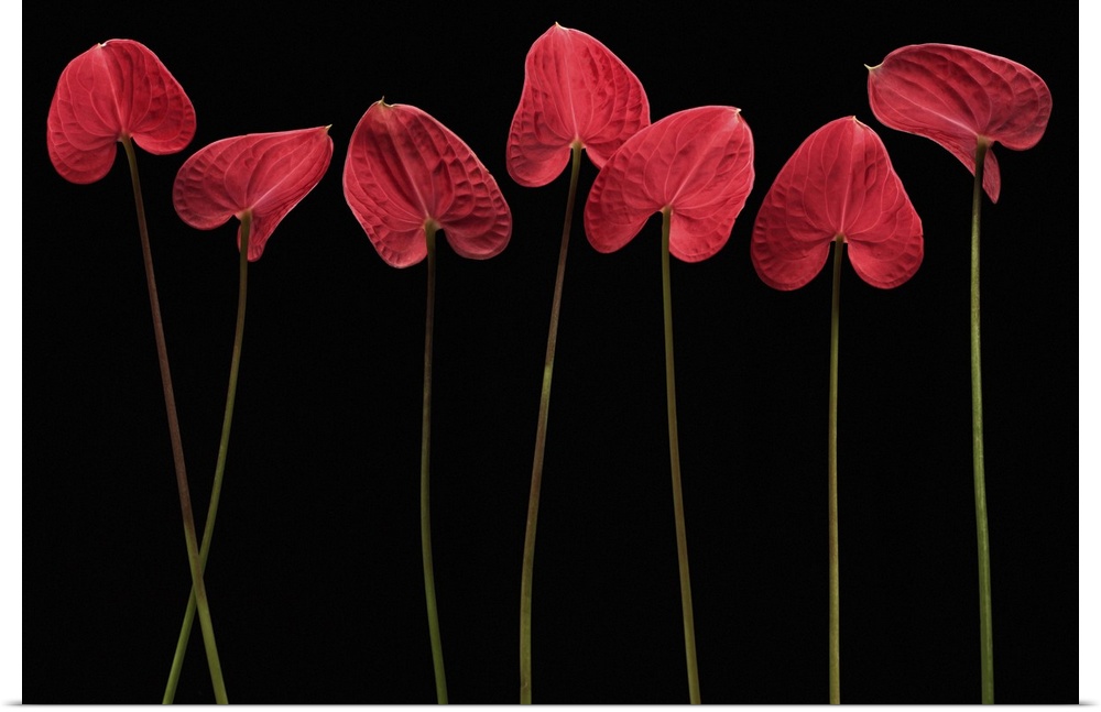 Still life photograph of single stemmed flowers with a heart shaped petal on a black background.