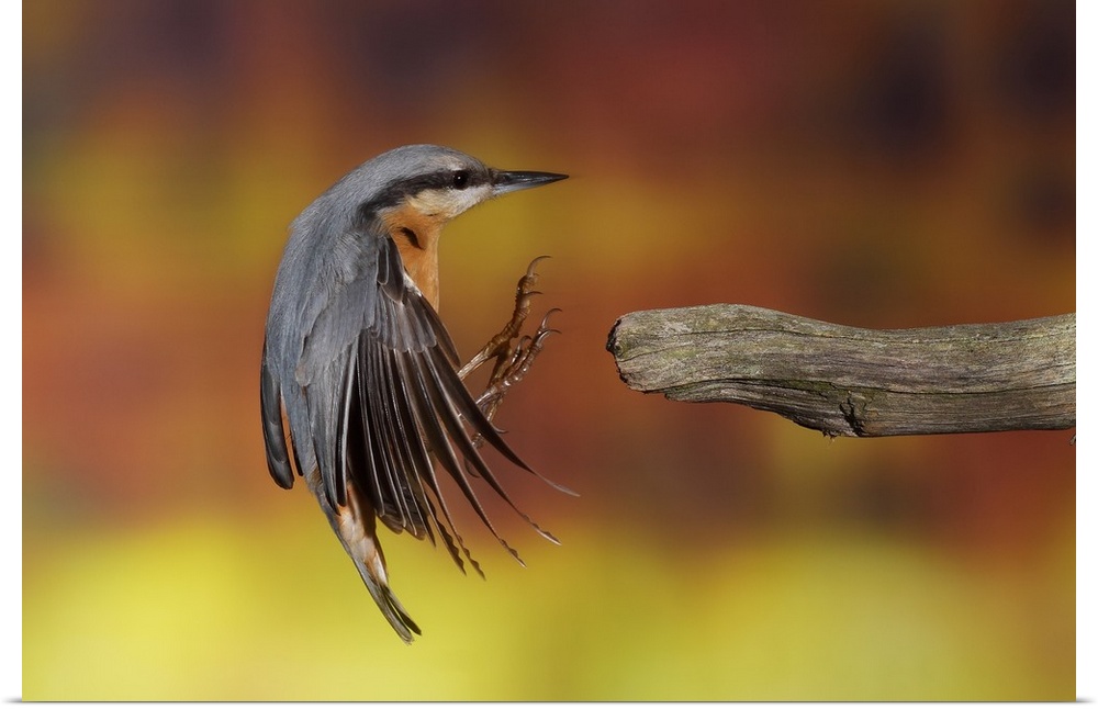 A Eurasian Nuthatch reaches its feet out to grab onto a branch.