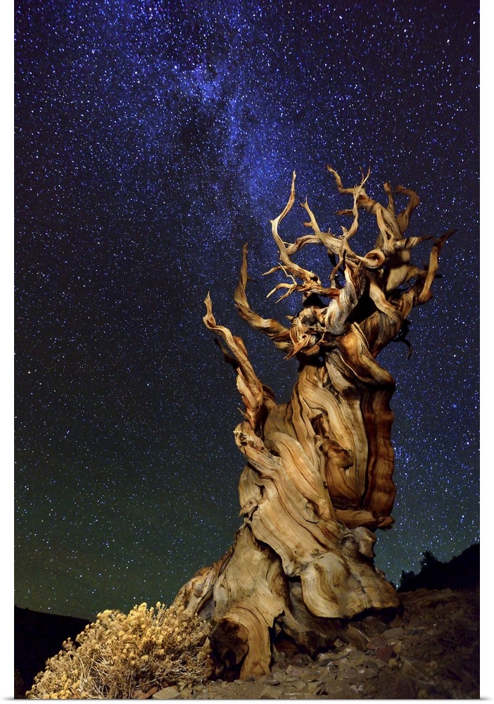A gnarled desert tree under a starry night sky.