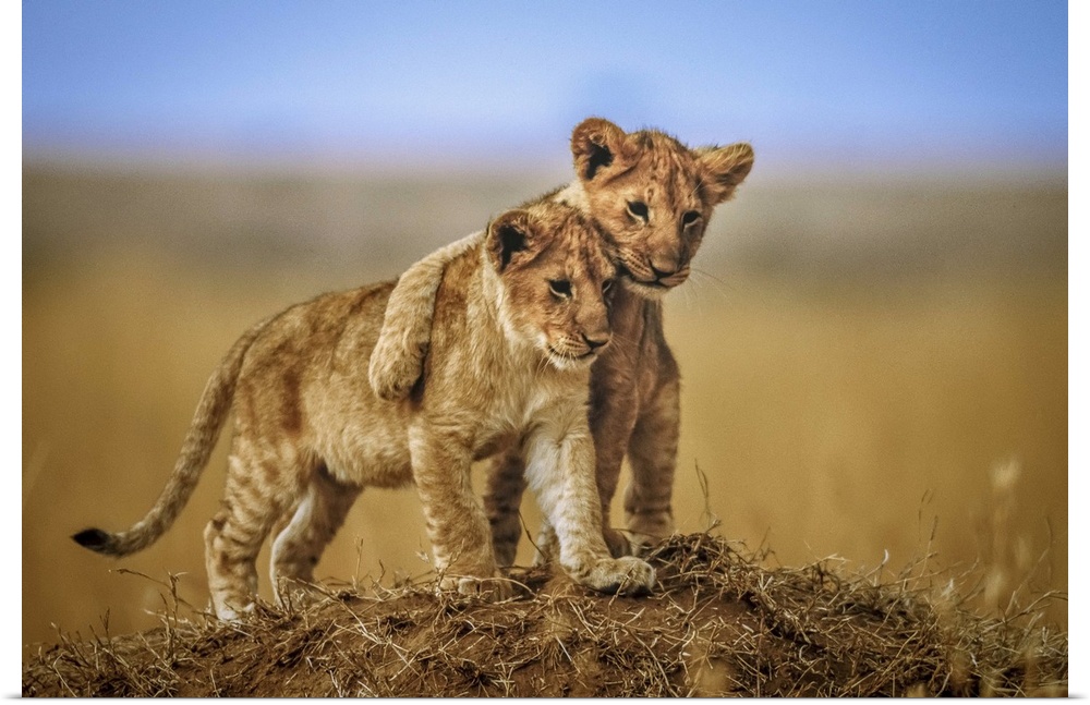 Two young lions standing together on a small hilltop in the Serengeti, Africa.