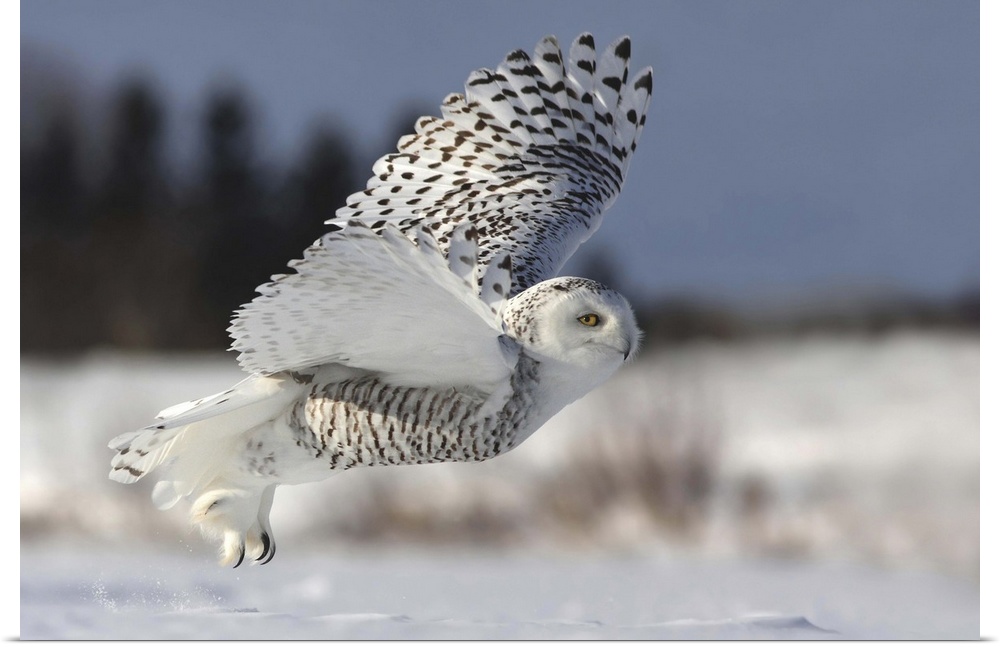 A Snowy Owl takes flight, showing its long talons and large wings.
