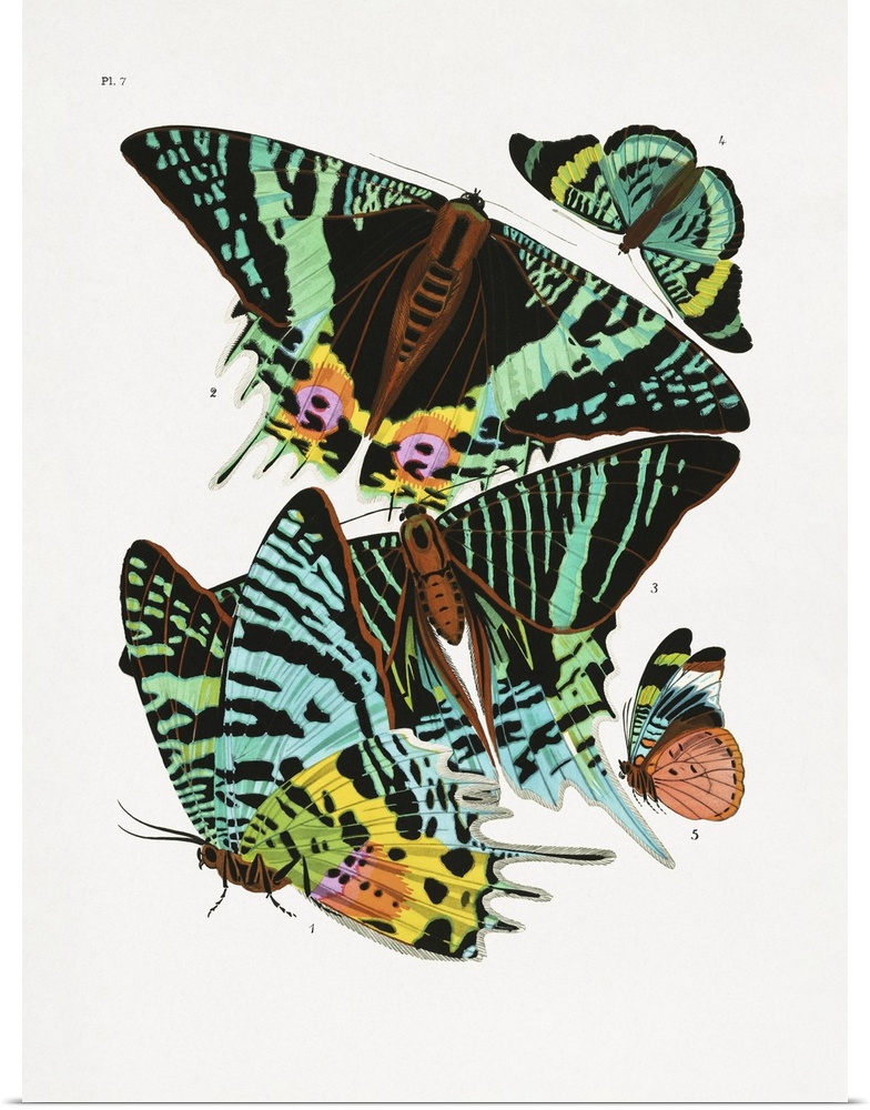E.A. Seguy's vintage butterflies (1925) insect illustration.