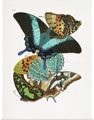 Butterflies 5