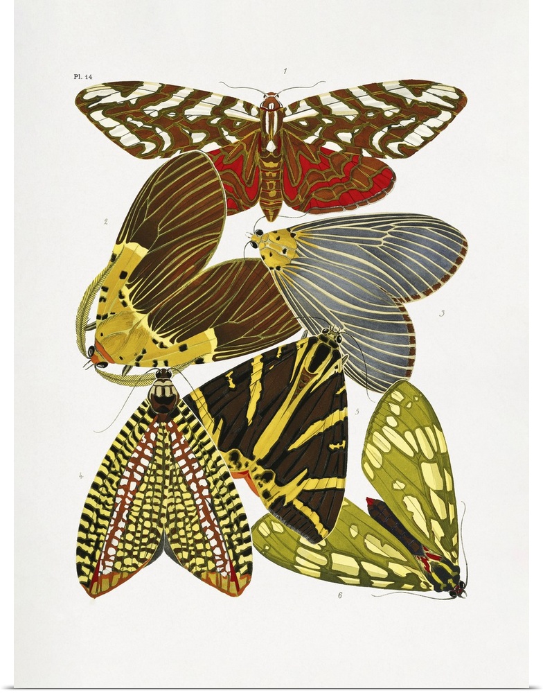 E.A. Seguy's vintage butterflies (1925) insect illustration.