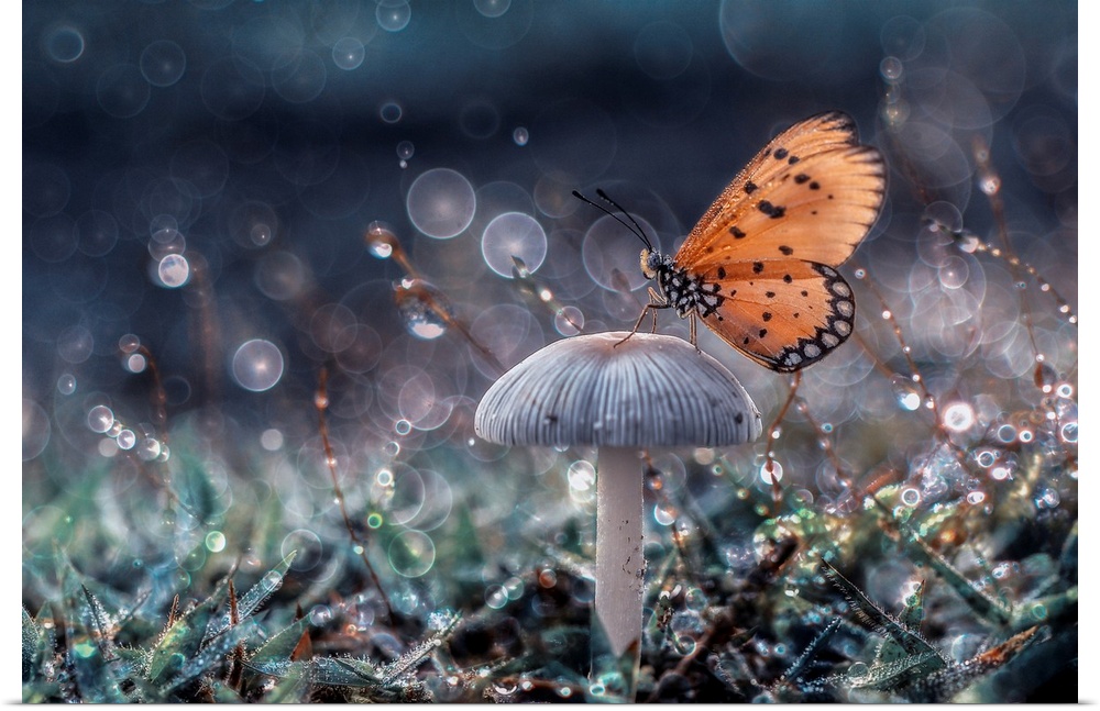 Butterfly And Mushroom