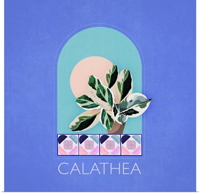 Calathea