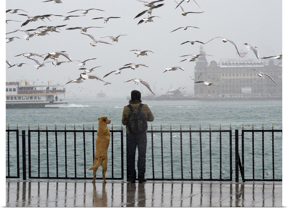 A person and a dog look out at a flock of seagulls over the sea, Istanbul, Turkey.