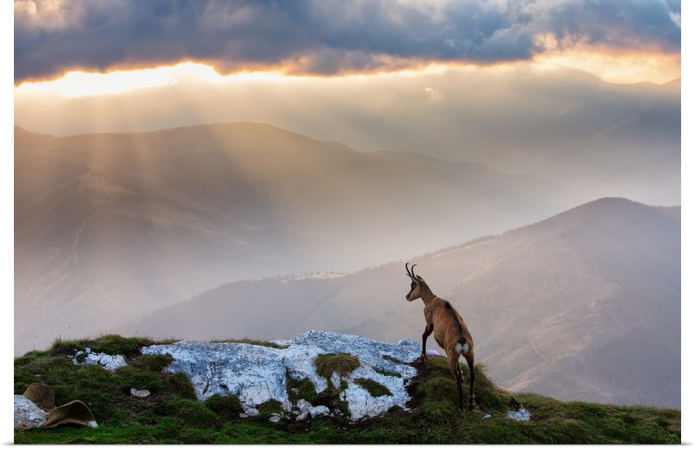 An ibex standing on a hilltop overlooking a mountain valley being rained on by sunlight.