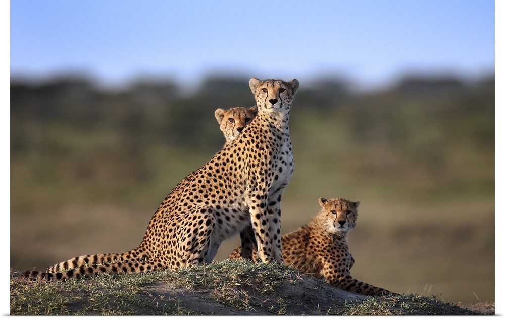 Cheetahs Family