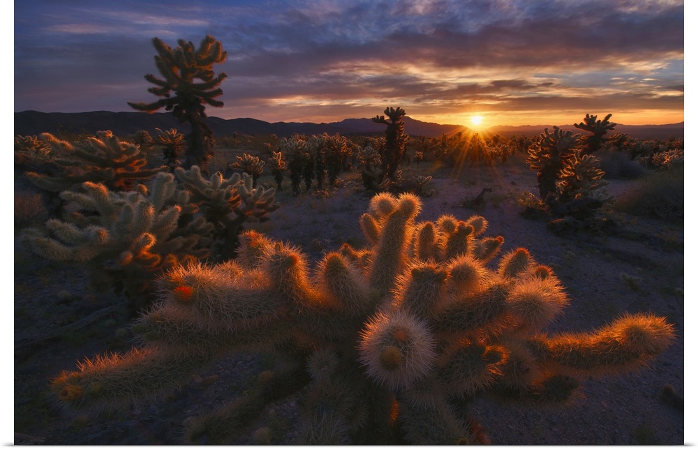 Sunrise over the cactus, Mojave desert, Joshua Tree National Park, USA
