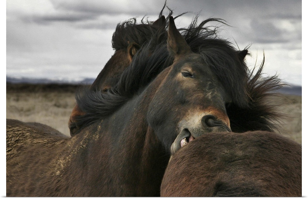 Two wild Icelandic ponies groom each other in a show of mutual affection.