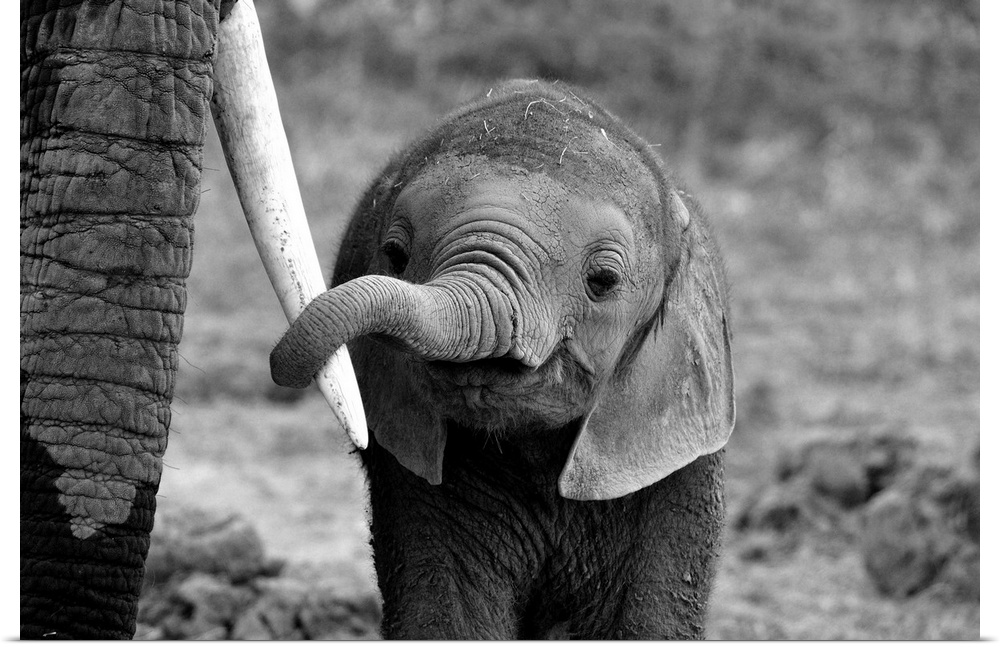A black and white photograph of a baby elephant grasping an elders tusk with its trunk.
