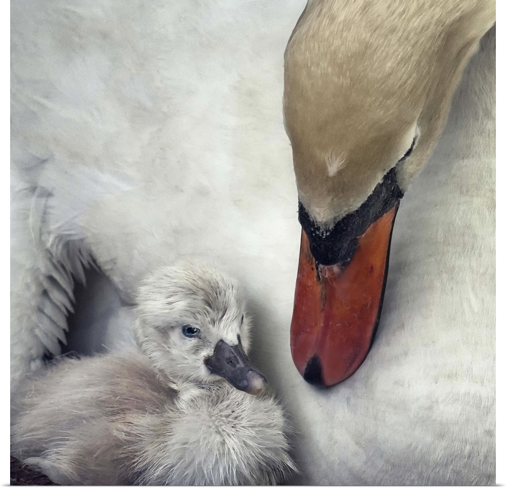 A young cygnet snuggles closely to its mother who is keeping watch over him.