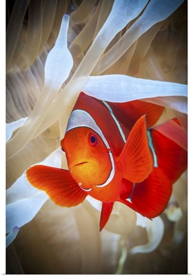 Clownfish Defends His White Anemone
