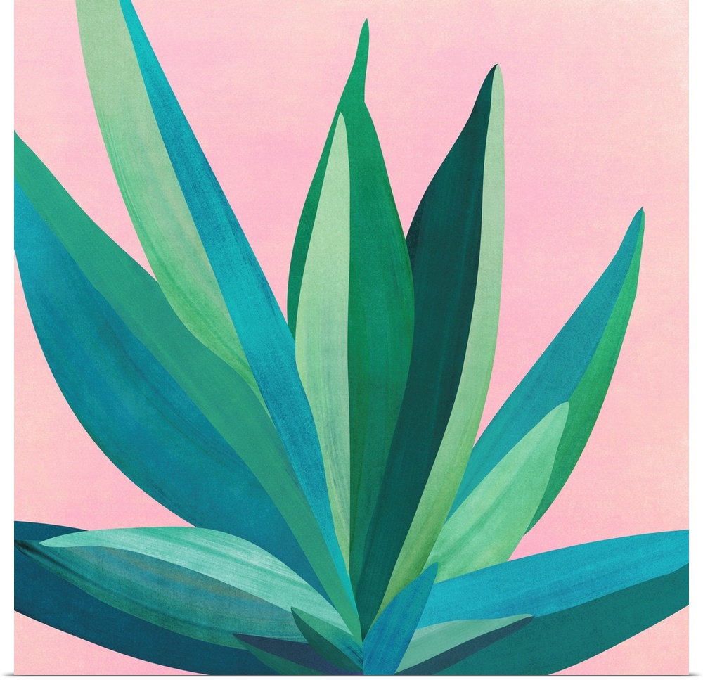 Colorful Agave 4