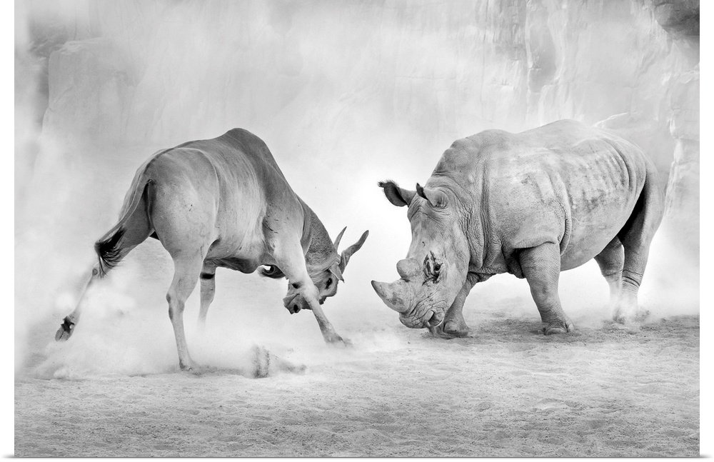 Black and white image of a standoff between an antelope and a rhinoceros.