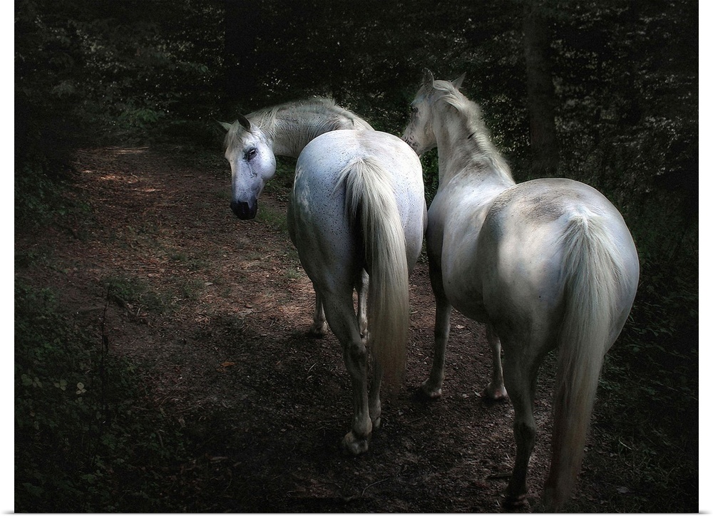 Two white horses walking in a forest, one turning its head to look behind.