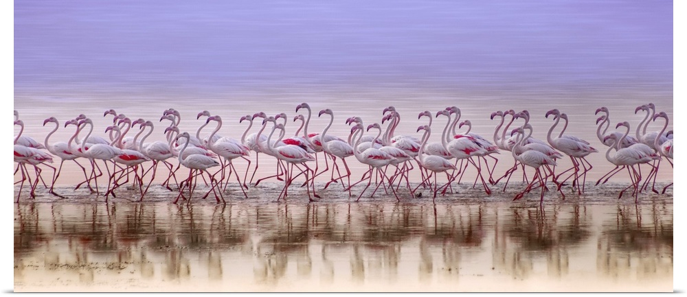 Panoramic photograph of a flock of pink flamingos running down the seashore.