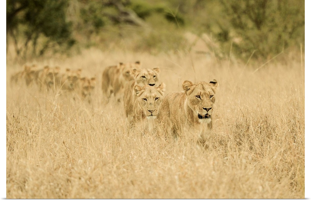 A group of lions stalking prey in tall grass in Africa.