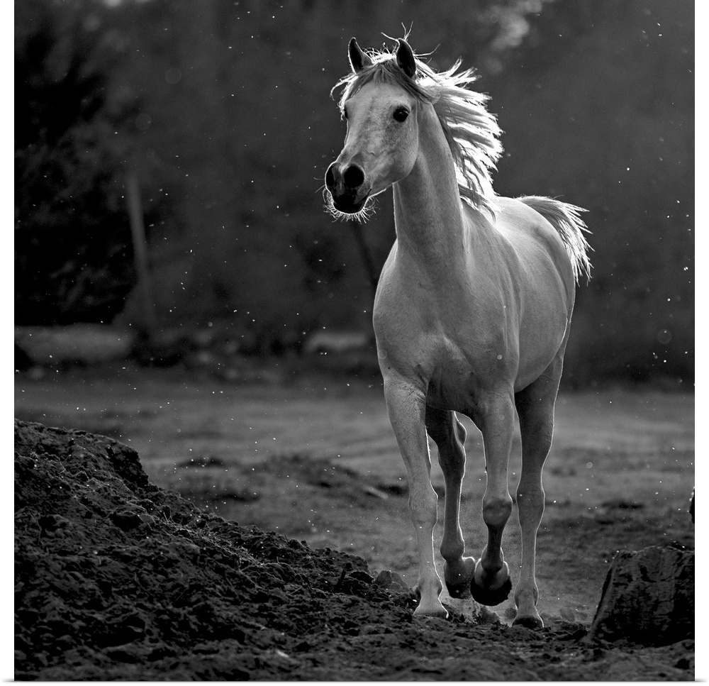 A black and white photograph of a horse in a trot.