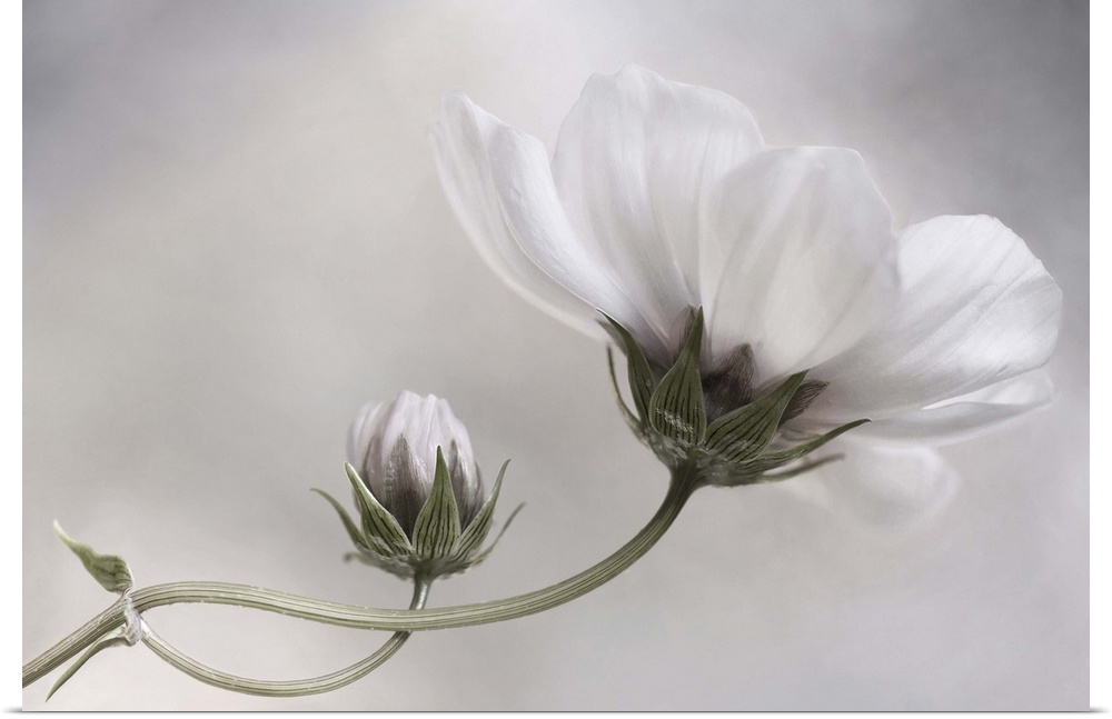 White bud and bloom of a cosmos flower.