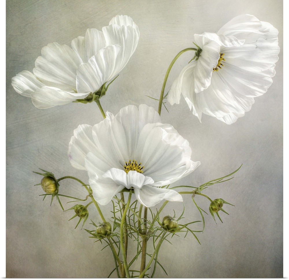 Three white Cosmos flowers  on a textured background.
