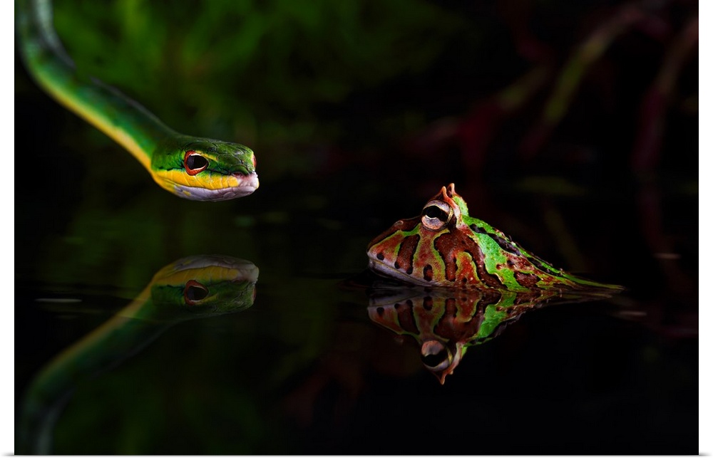 Green snake staring at a spotted frog sitting in shallow water.