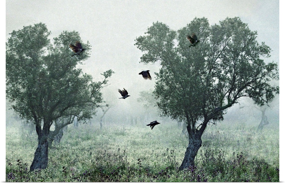 Crows flying between two trees in a foggy landscape.