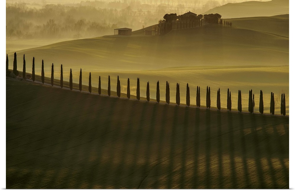 Row of cypress trees casting long shadows in the countryside.
