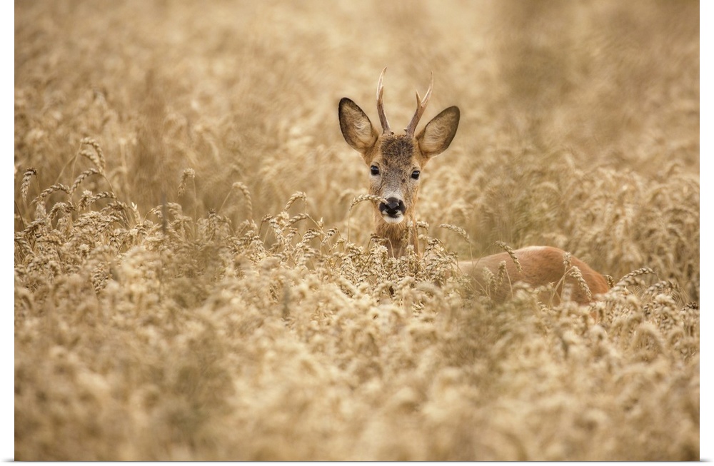 Deer In The Field