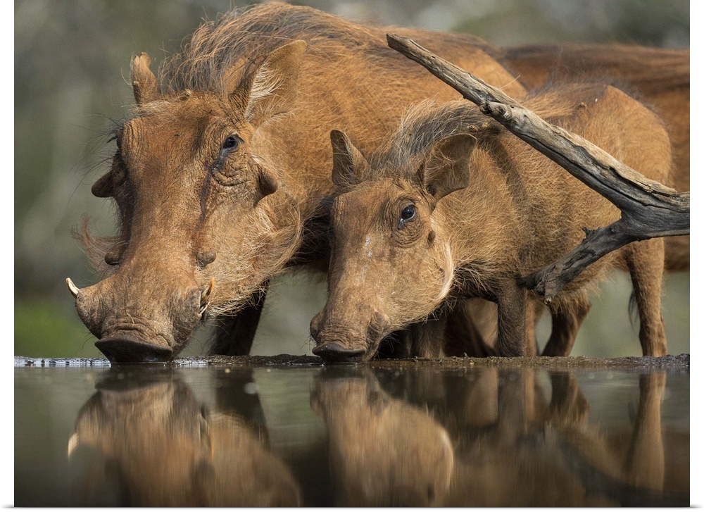 Wildlife photograph of a mother a baby warthog drinking from a watering hole.
